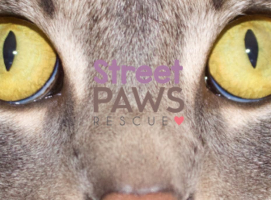 Street Paws Rescue Street Paws Rescue