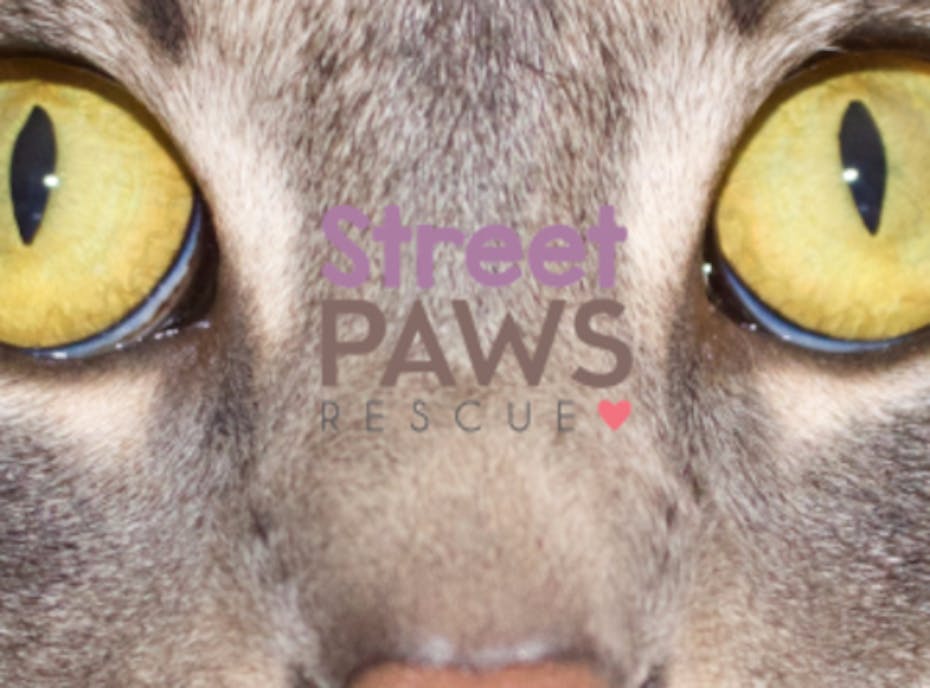 Street Paws Rescue