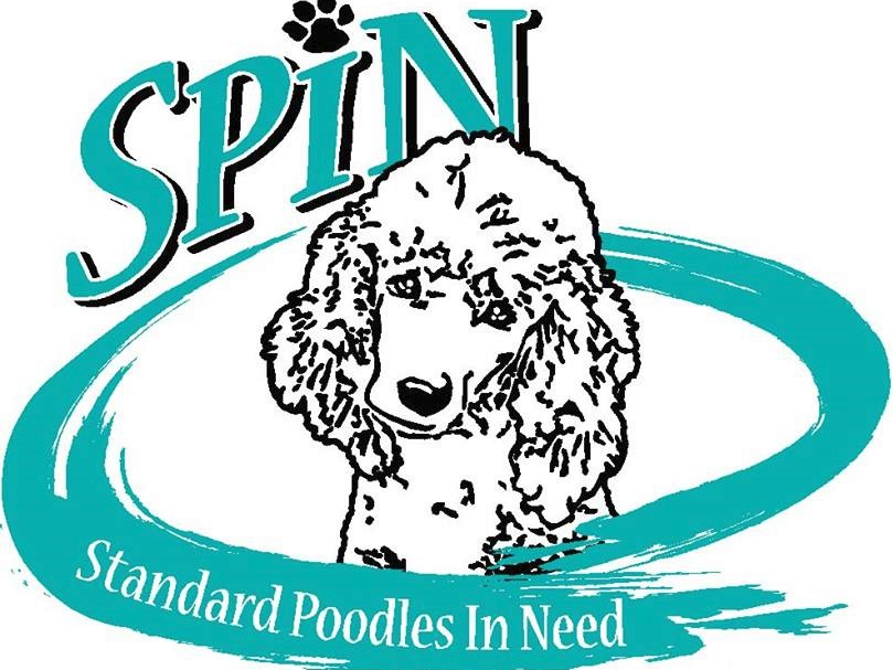 Poodles cheap in need