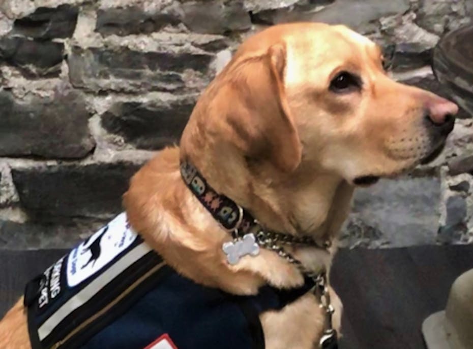 Kingston4Paws Kingston4Paws