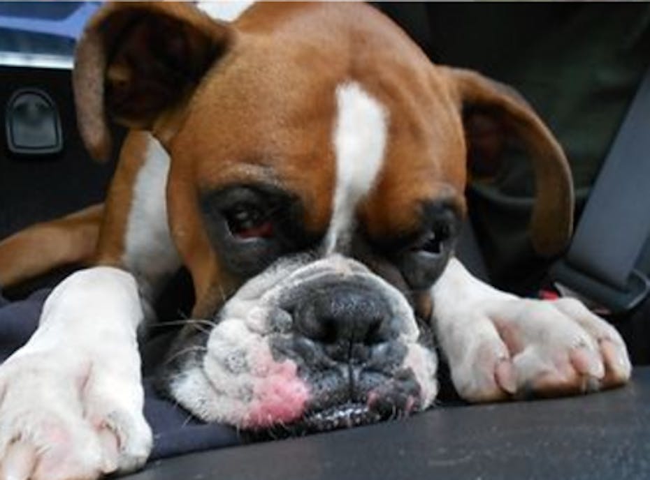 Northwest Boxer Rescue - NWBR Northwest Boxer Rescue - NWBR