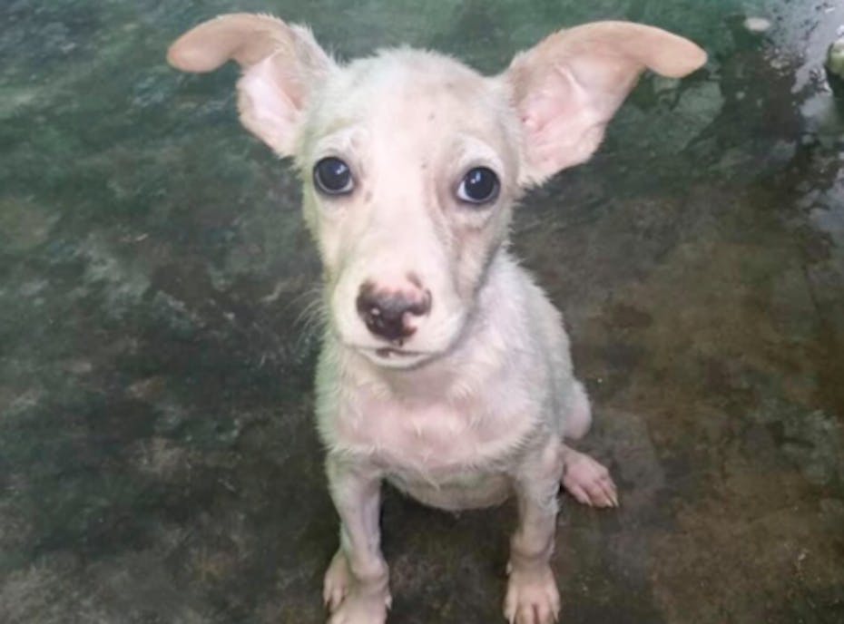 Costa Maya Beach Dog Rescue Costa Maya Beach Dog Rescue